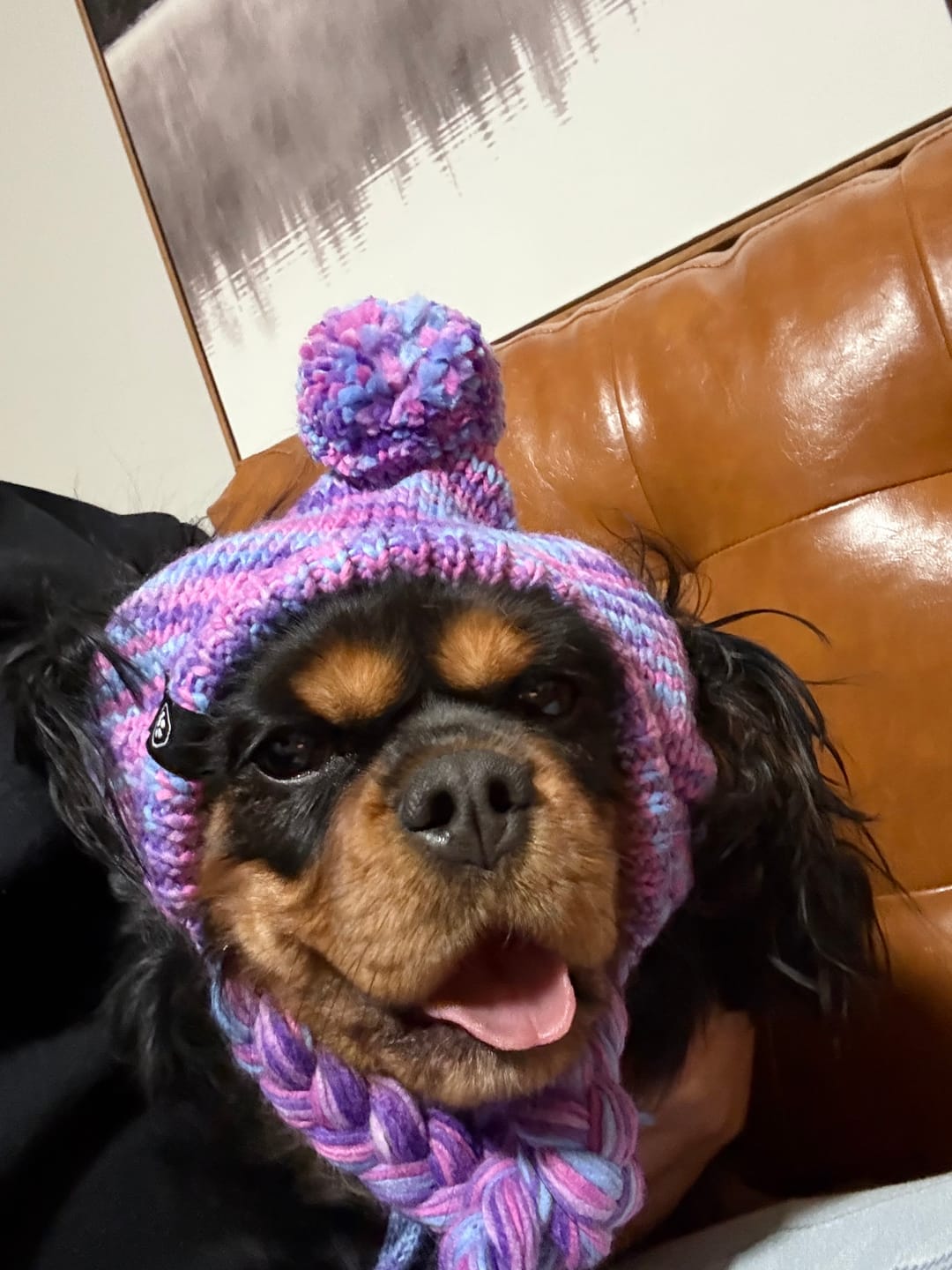 Customer photo review of Knit Pom Pom Dog Beanie Hat - Purple & Lavender