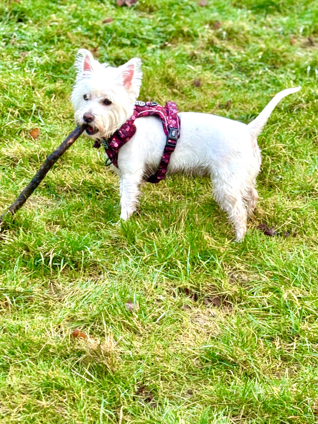 Customer photo review of Tough Trails™ Harness - Mable's Meadow