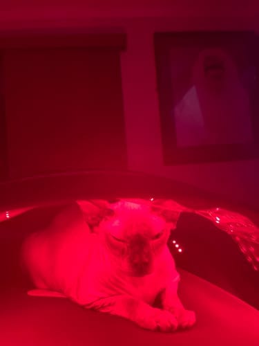Customer photo review of JOVS 4D Laser Light Therapy Mask
