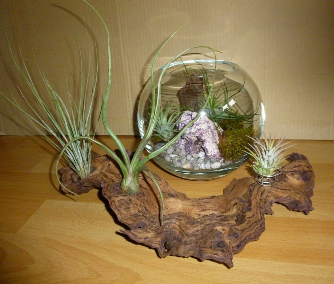 Customer photo review of Tillandsia ionantha