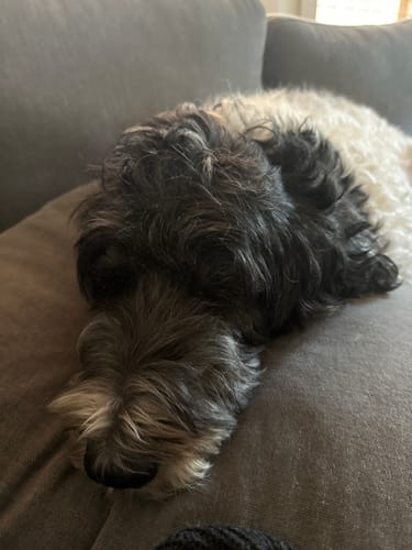 A reviewer's fluffy dog resting on a couch, featured in their positive review for Petsmont Buddy Guard.