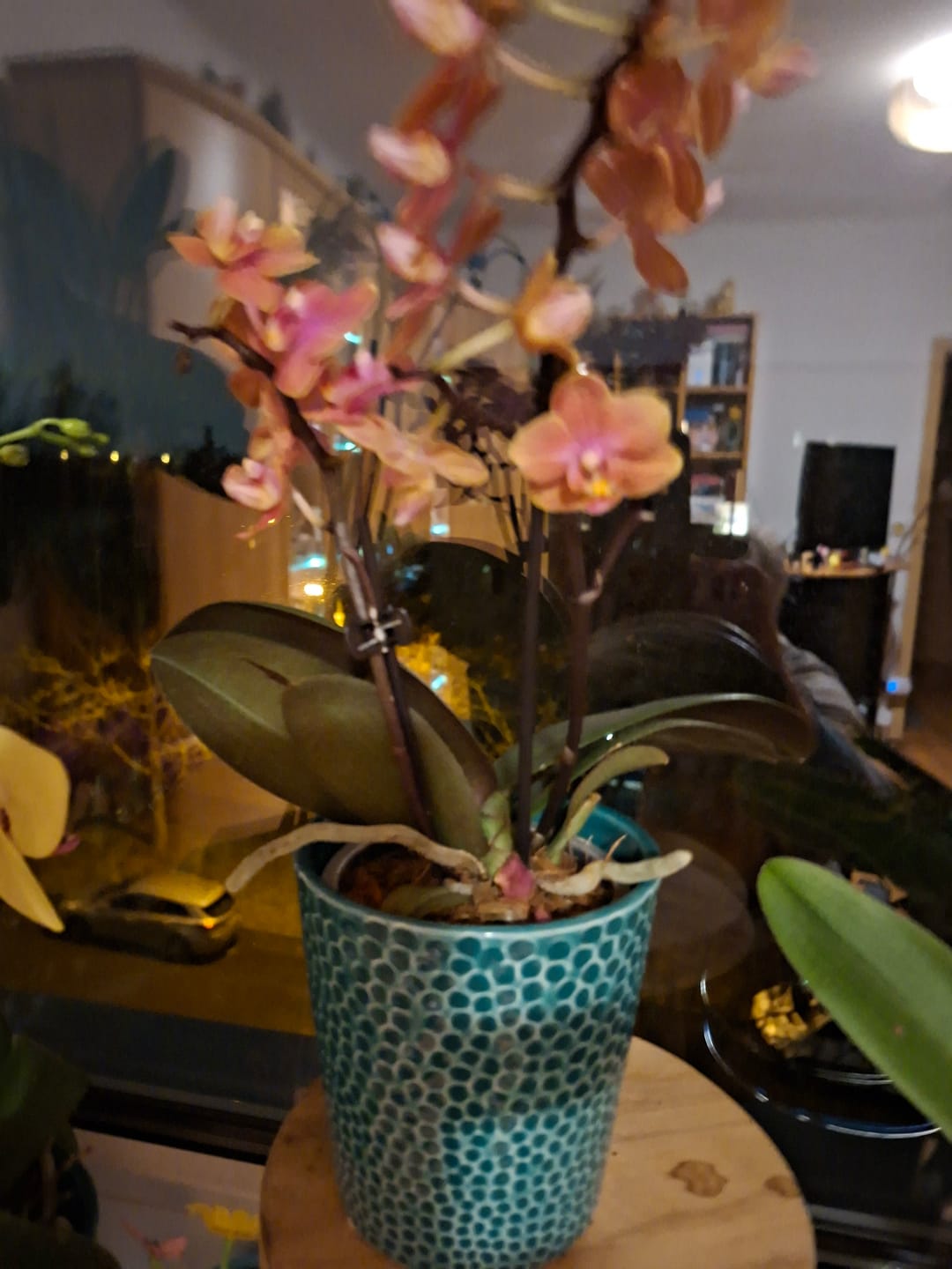 Customer photo review of Duftorchidee Table Dance Dusty Belle mit orange-roten Blüten und 2 Rispen