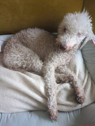 Kunde zeigt seinen entspannten Hund, der nach der Einnahme von Relax Time in seinem Bettchen schläft.