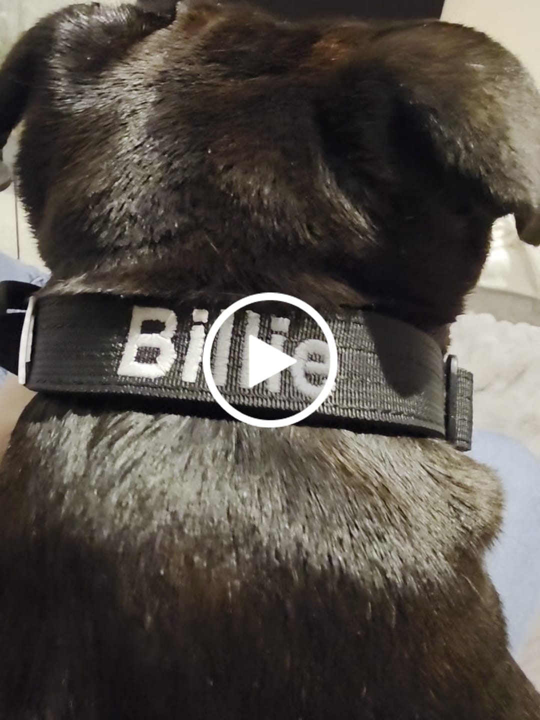 Customer video review of 2.5cm Lighter Combat® Collar | Handle & Rated Clip - Black x Black