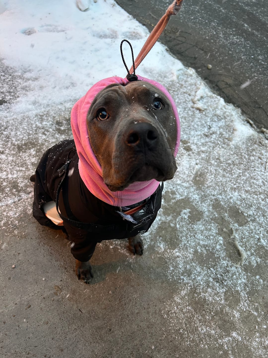 Customer photo review of Anxiety Calming Dog Earmuff Protector - Pink