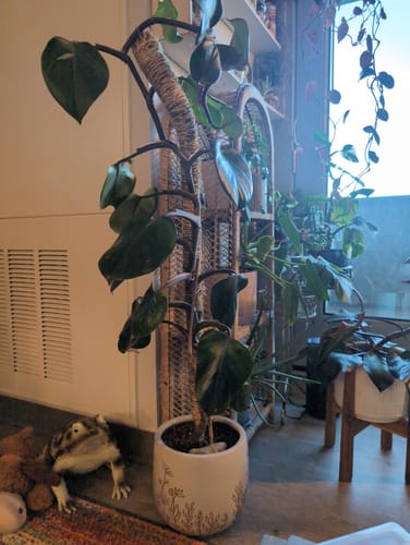 Customer photo of The Original Bendable Moss Pole™ - Best Seller (Pins Included) from Audrey M.