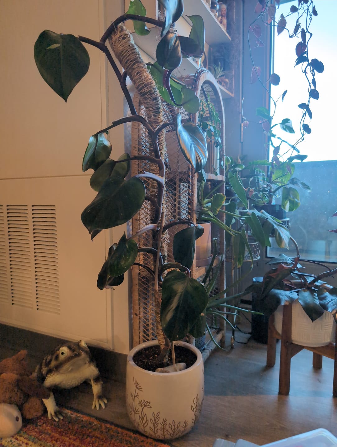 Customer photo review of The Original Bendable Moss Pole™ - Best Seller (Pins Included)