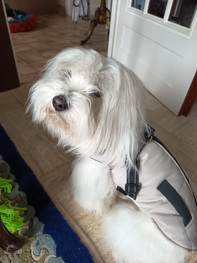 Customer photo review of Croquettes Poulet & Petit Pois - Chien Petite Race