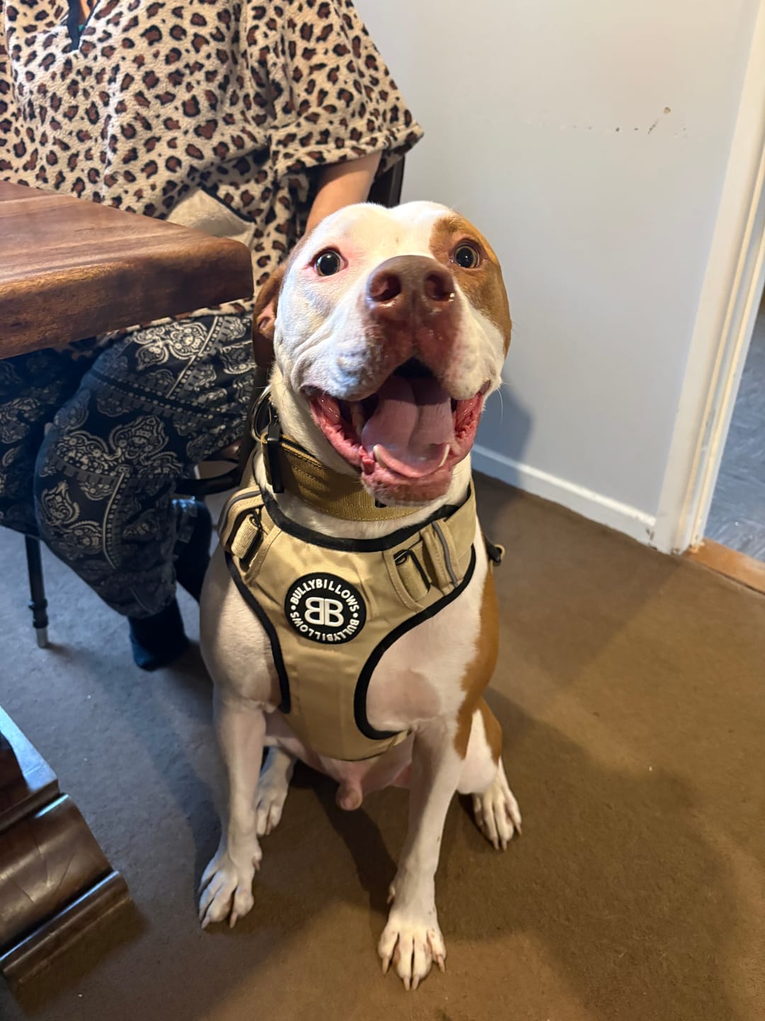 Customer photo review of 5cm Combat® Collar | With Handle & Secure Clip - Tan