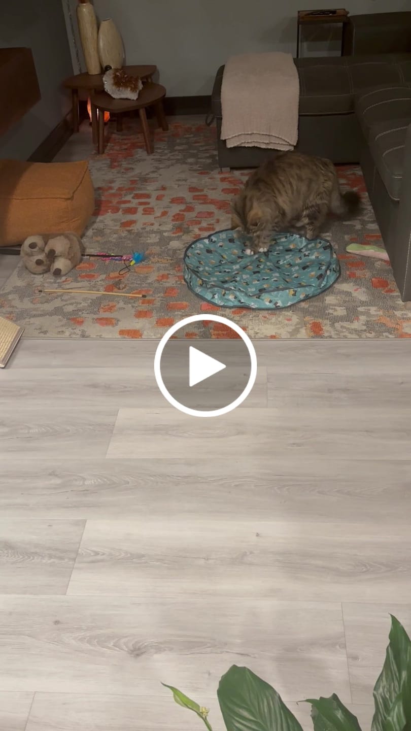 Customer video review of SPEEDY TAIL 2.0