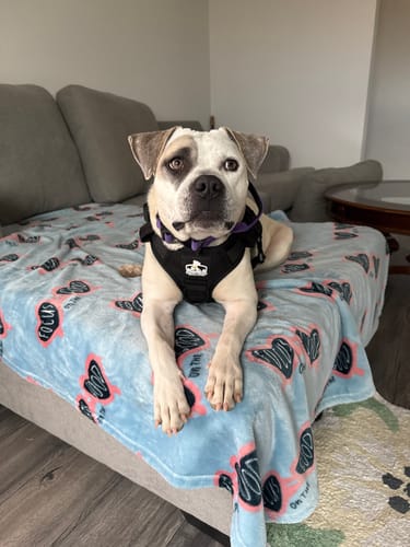 Customer photo review of No Pull Bully Proof Harness