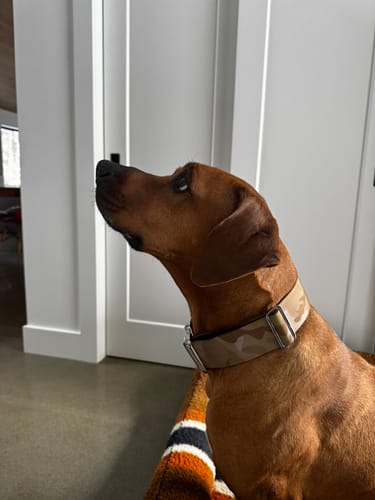 Customer photo review of 2" Tacti Luxe Dog Collar - White Gold - Desert Camo