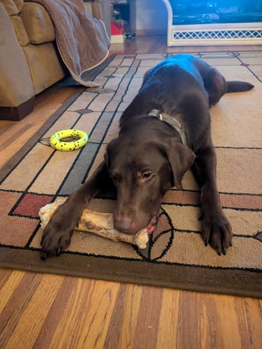 Customer photo review of Ostrich Hip Bone (12" x 5"x 3”): The Durable, Flavor-Packed Chew for Medium & Large Dogs
