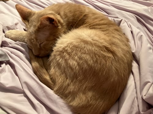 Customer photo review of CloudCool™ Cooling Comforter