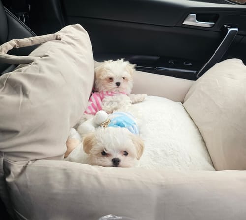 Customer photo review of Marshmallow | The Puffer Car Seat