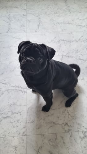 Ein Kunde zeigt seinen schwarzen Mops, der Lucky Belly Hypoallergen erhält, wie er aufmerksam auf dem Boden sitzt.