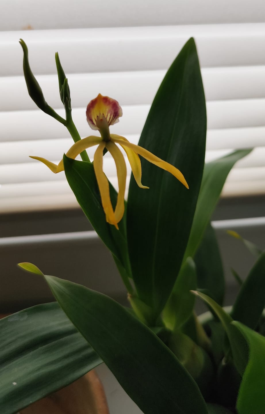 Customer photo review of Encyclia Jasper mit orange-gelben Blüten und 3 Rispen