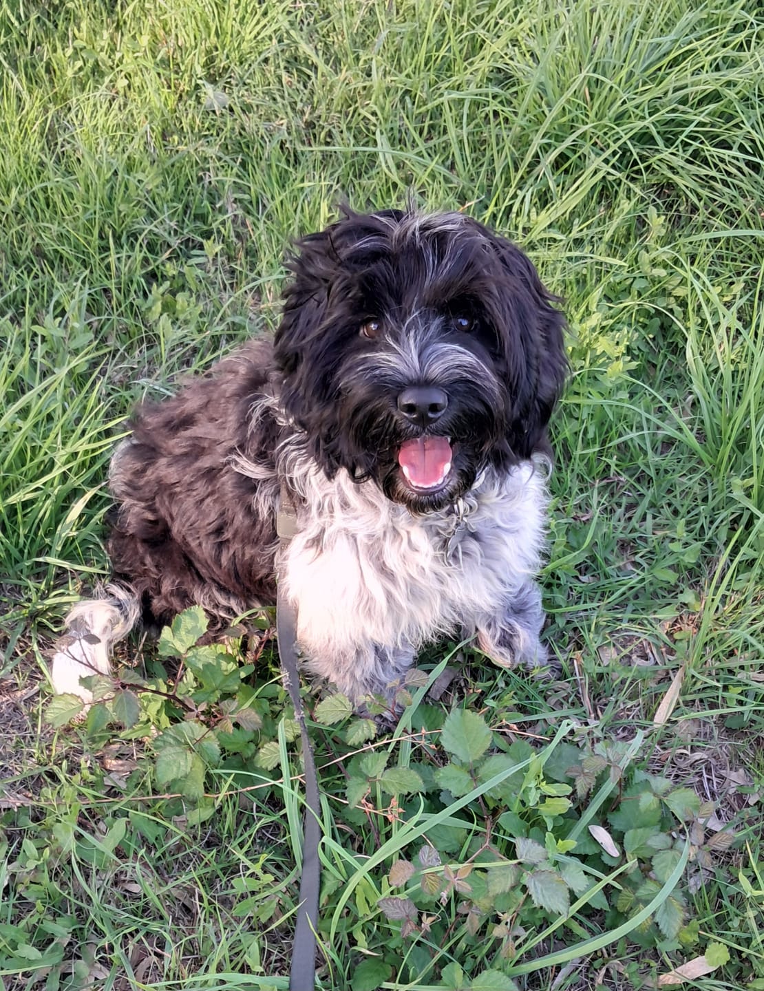 Customer photo review of Linea Grain Free - Eglefino, Patate Dolci e Prezzemolo - Cane Adulto