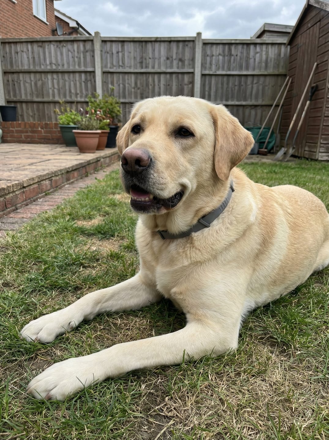 Customer photo review of BIO-COLLAR™ - 8 Months Natural Flea & Tick Protection