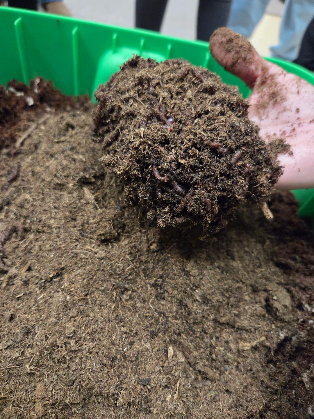 Customer photo review of Red Wigglers Composting Worms