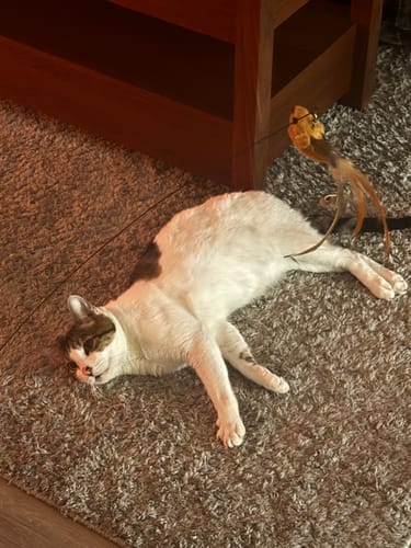 Customer photo review of Interactive Bird Simulation Cat Toy Set