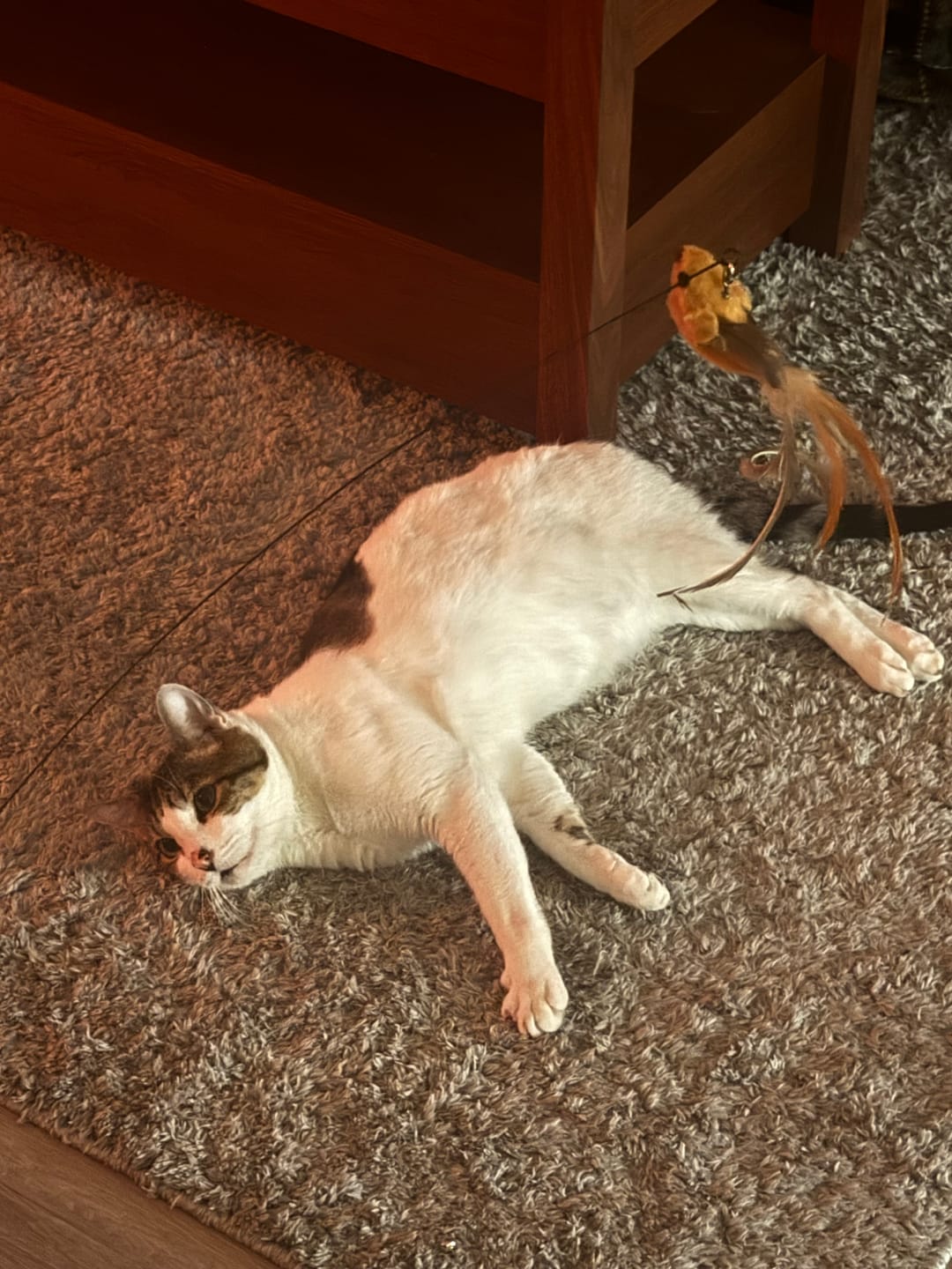Customer photo review of Interactive Bird Simulation Cat Toy Set