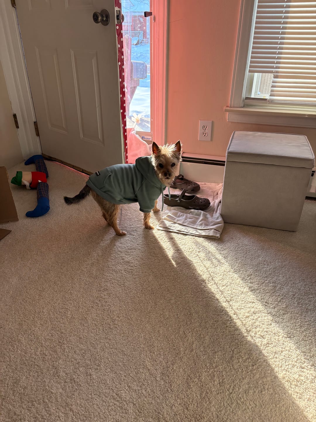 Customer photo review of Essential Dog Hoodie - Teal