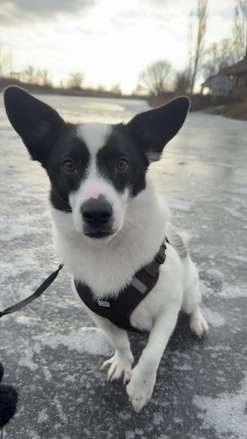 Customer photo review of DNA Test Rassebestimmung Pro Hund