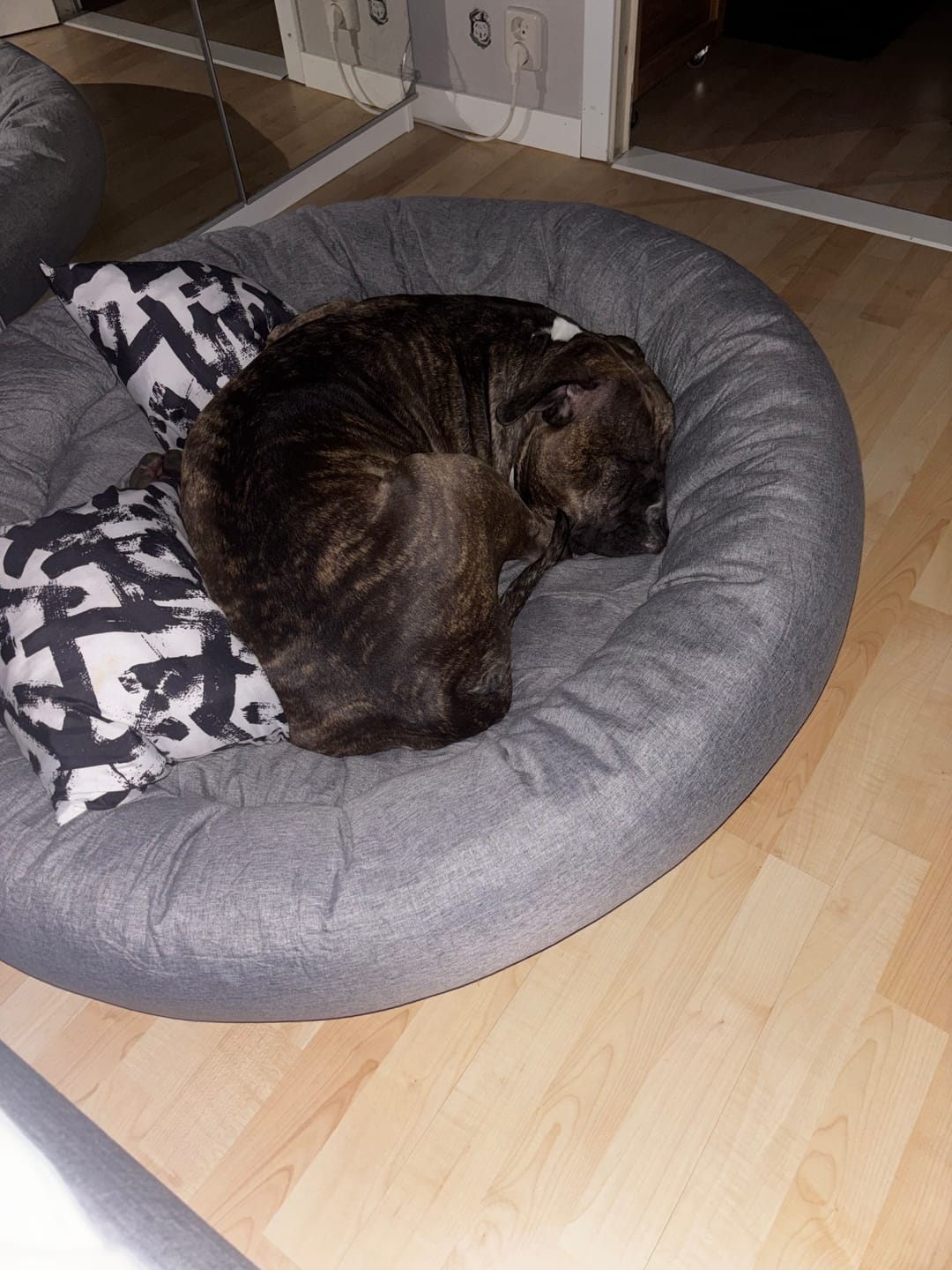 Customer photo review of CalmBed - Pälsfritt Överdrag