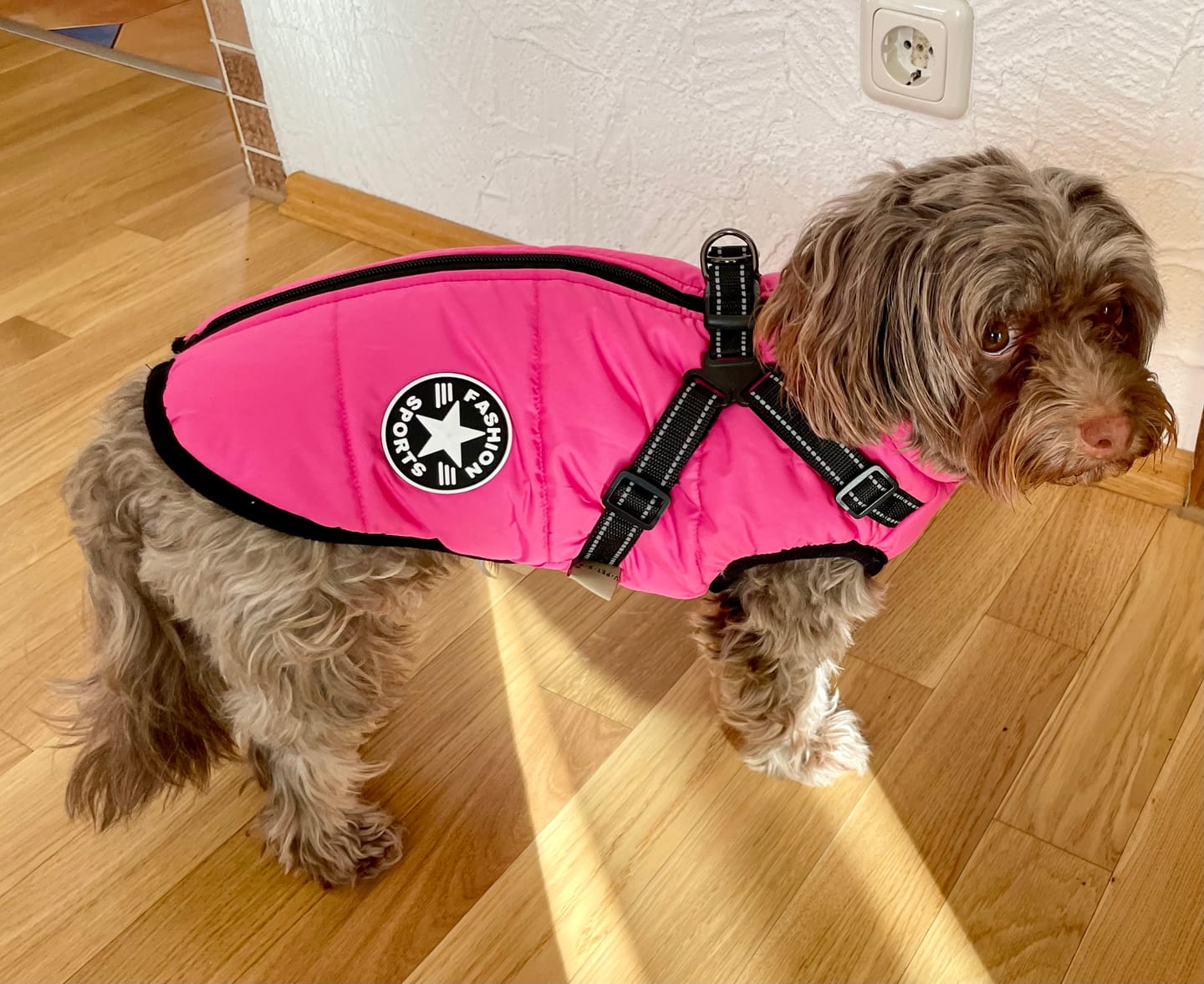 Customer photo review of Emmalove - Wasserdichter Hundemantel Extreme