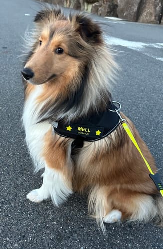 Customer photo review of FunFunPet 高機能ハーネス（お名前タグ作成サービス付き）