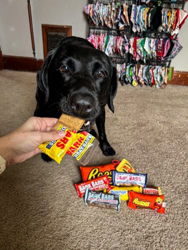 Customer photo review of Bark Bar Cookie Bars