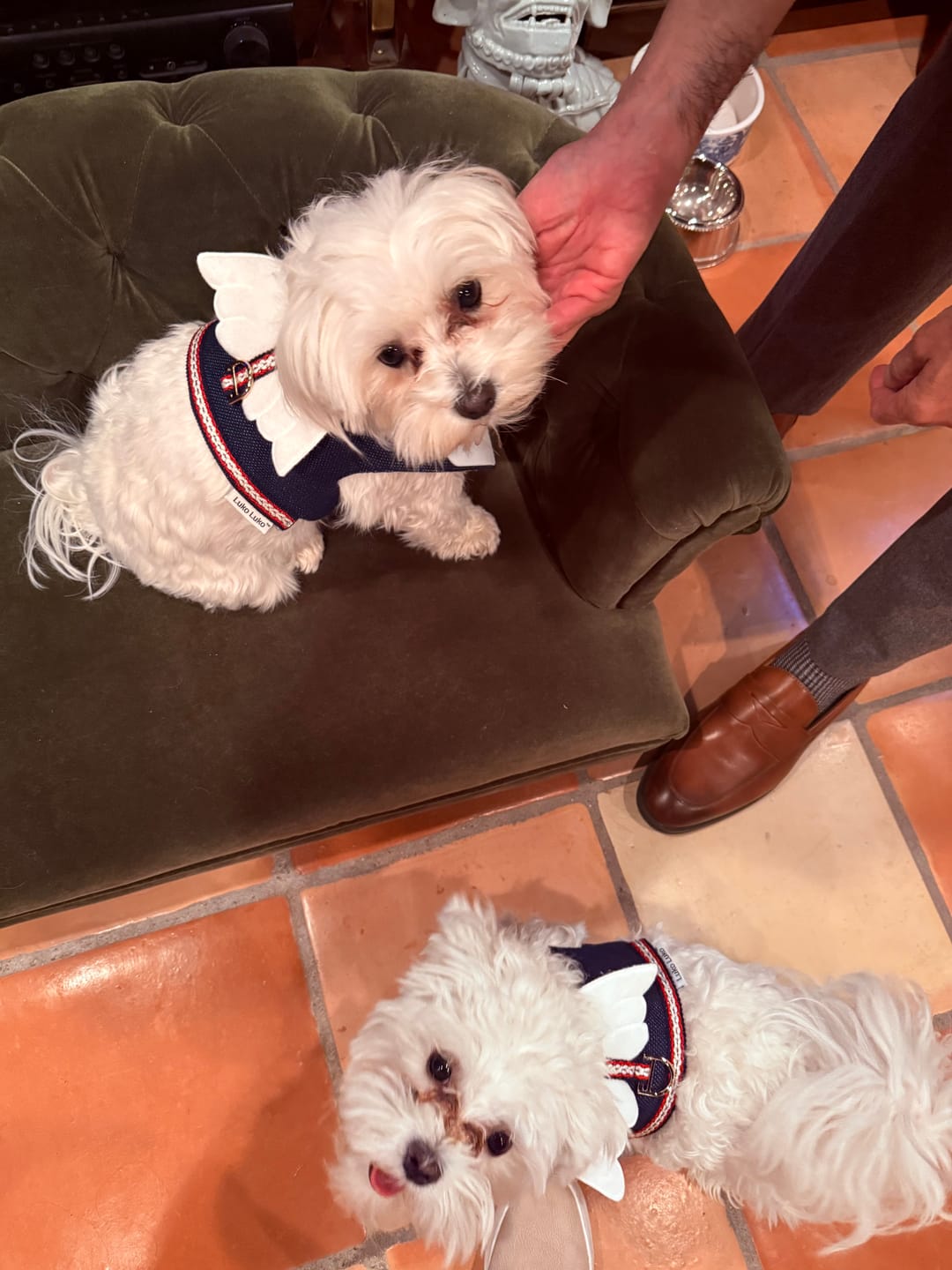 Customer photo review of Little Guardian Harness – Cute Denim Design, Breathable Fabric, Easy Velcro Closure