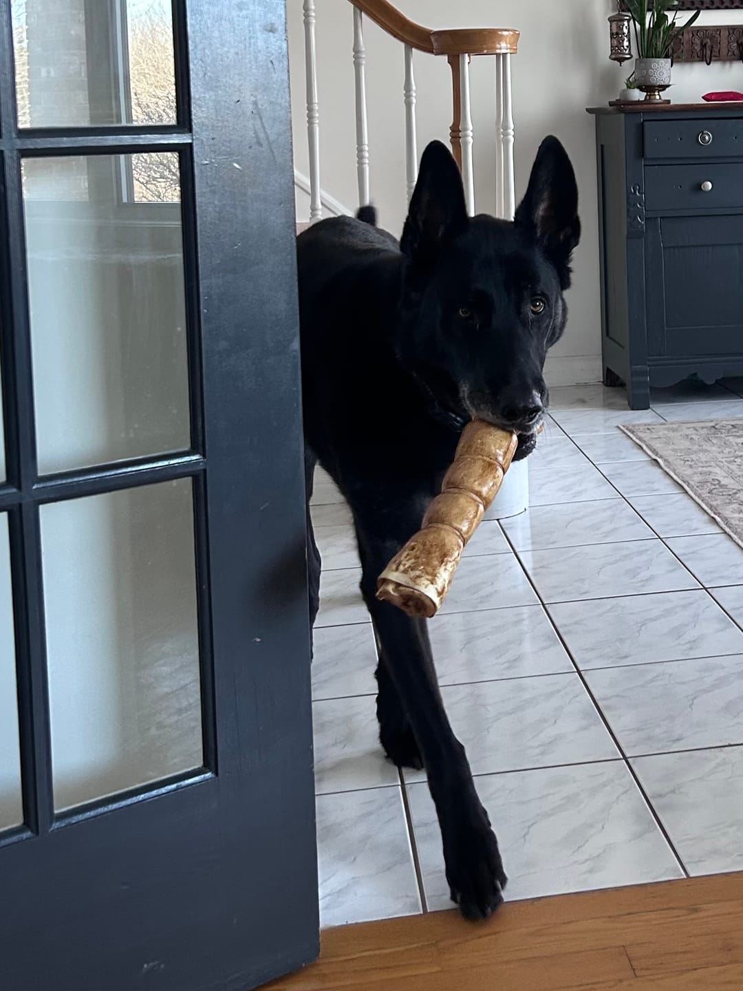 Customer photo review of 12 Inch Standard Bully Stick