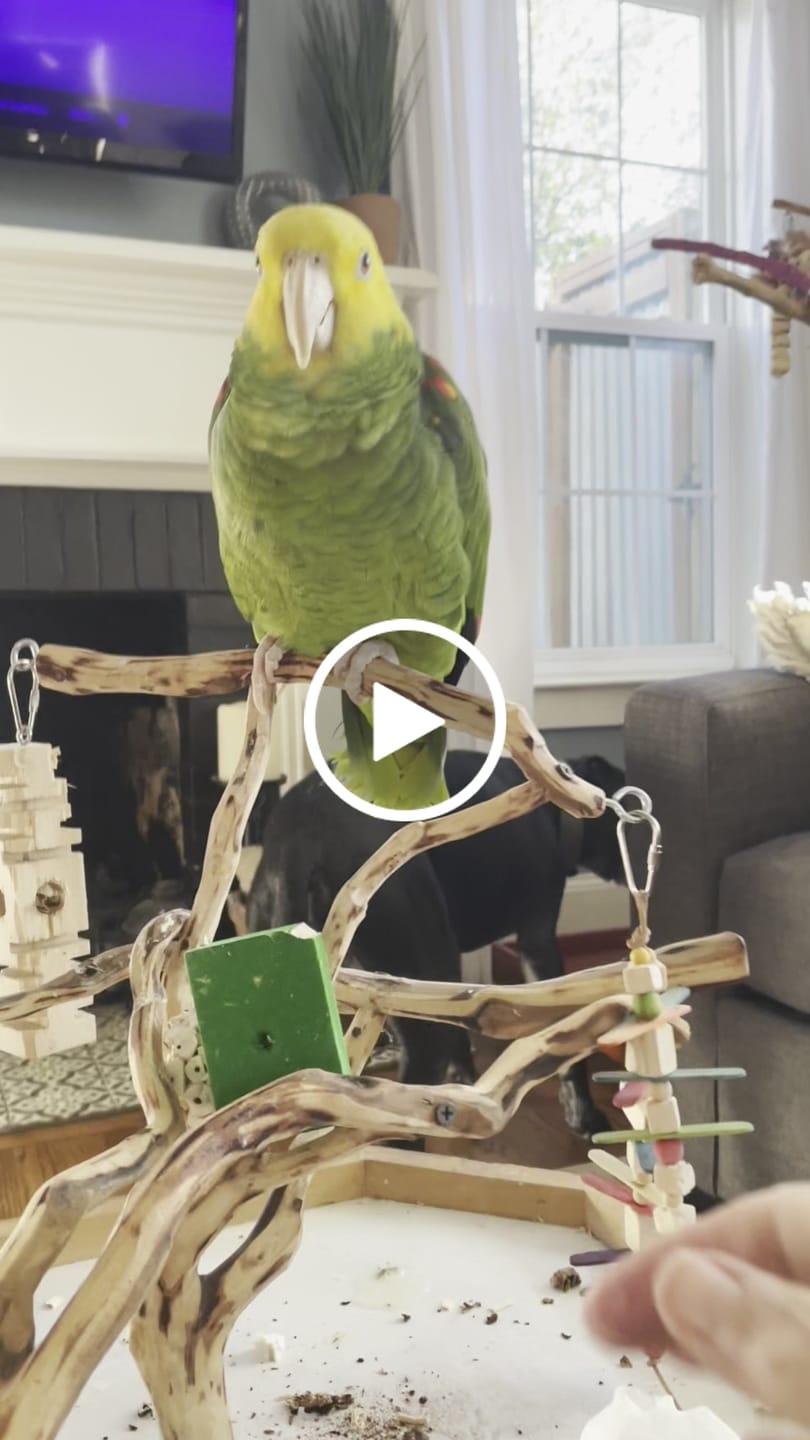 Customer video review of 2" x 3" Colored Big Balsa Rectangles - 10 Pack
