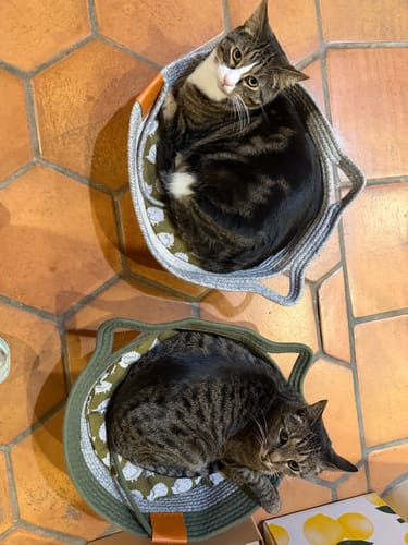 Customer photo review of Instinct Basket | Meet the first research-backed natural territory for indoor cats