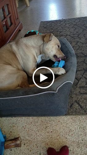 Customer video review of FreezLava Bundle 90 Grams Fillers