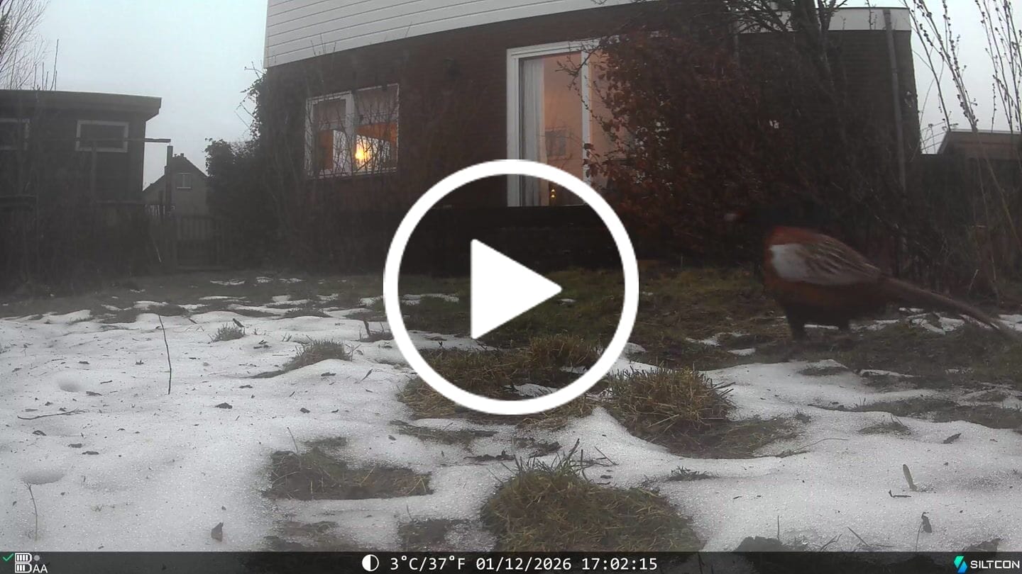 Customer video review of Siltcon® Wildcamera met Zonnepaneel 8K