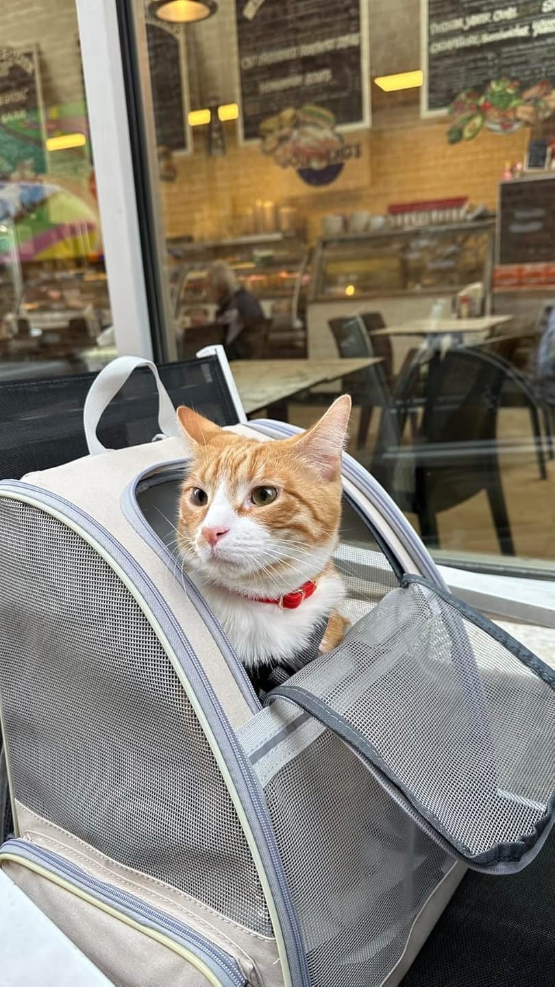 Customer photo review of PurryGO - Triple Airflow Backpack Carrier For Small Pets