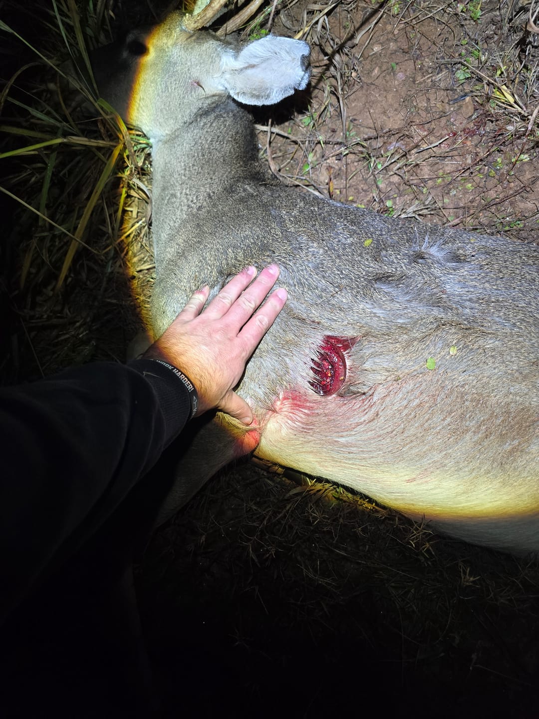 Customer photo review of Aluminum Broadheads