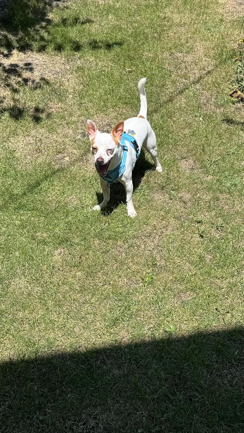 Customer photo review of Swift Tail No-Pull Pet Harness & Leash Set - For Small/Medium Pets