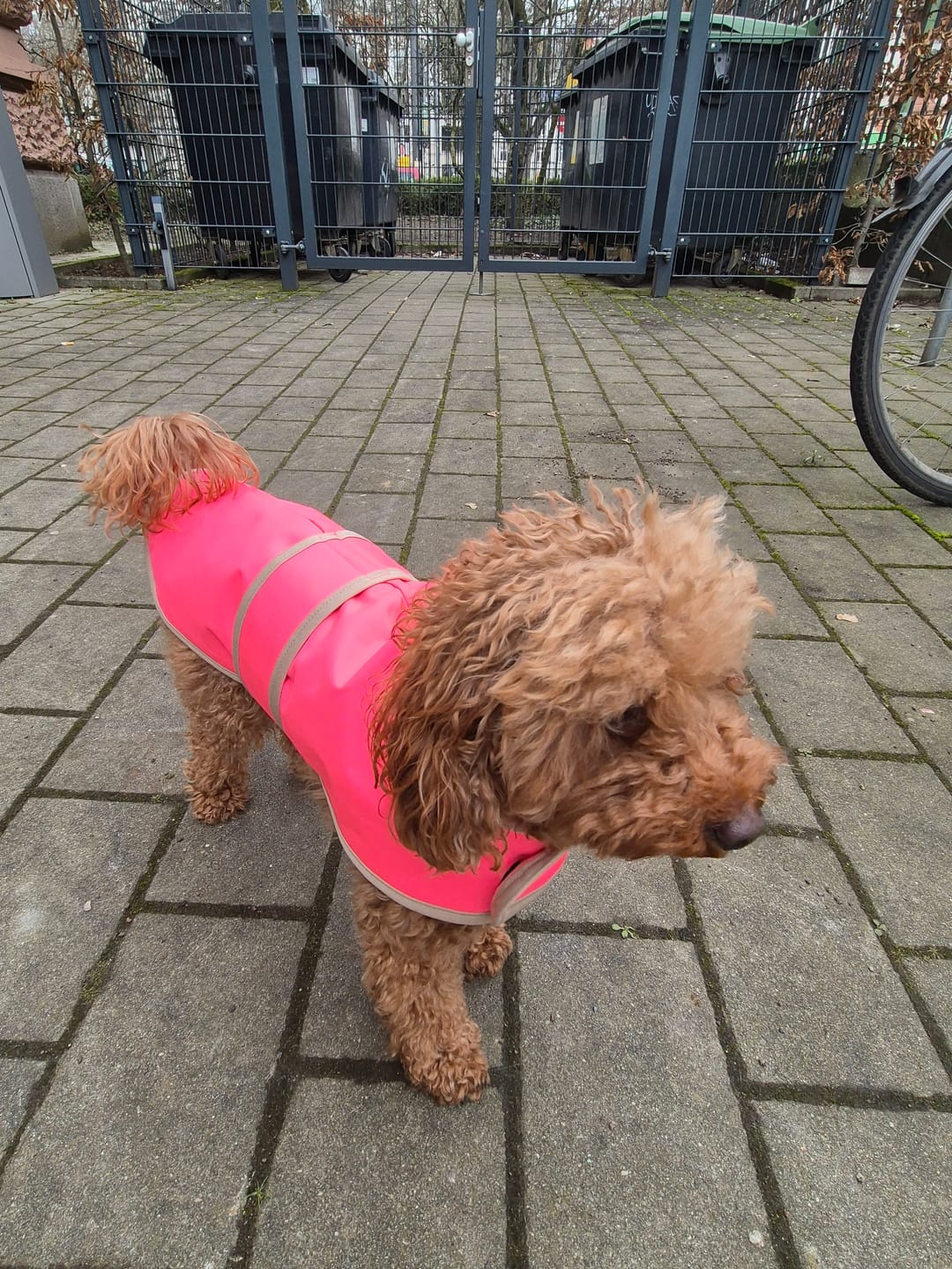 Customer photo review of THE GLOW RAINCOAT mini-fit – Hundemantel für kleine Hunderassen und Dackel in Neonpink