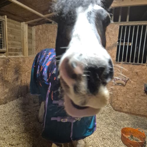 Customer photo review of Enchanted Forest Turnout Rug
