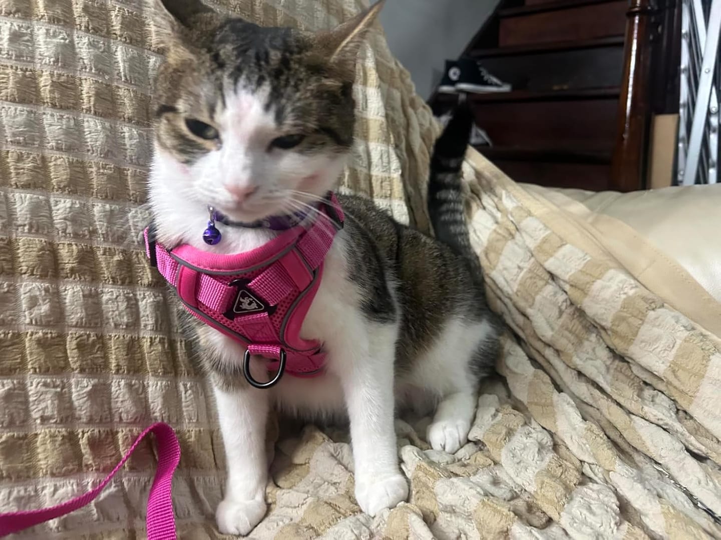 Customer photo review of Swift Tail No-Pull Pet Harness & Leash Set - For Small/Medium Pets