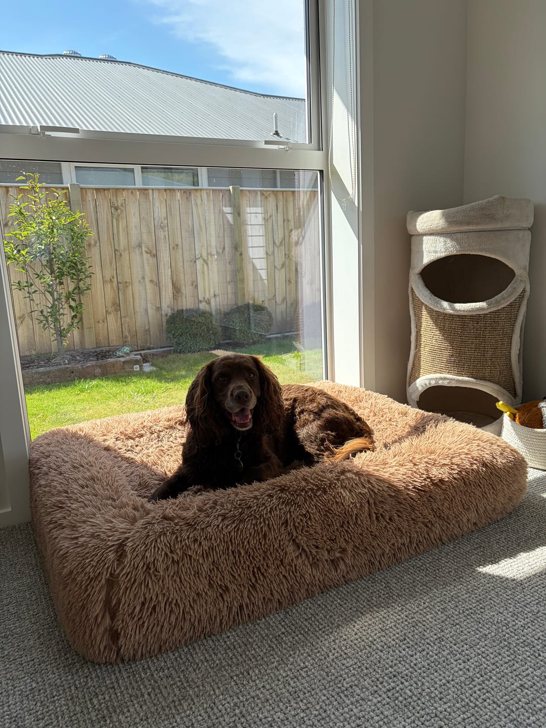 Customer photo review of Orthopaedic Memory Foam Bed