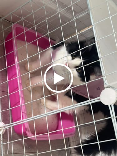 Customer video review of 1 Month Supply – 1 Cat