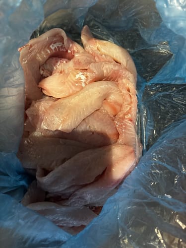 Customer photo review of 5KG Fresh NZ Snapper Fillets