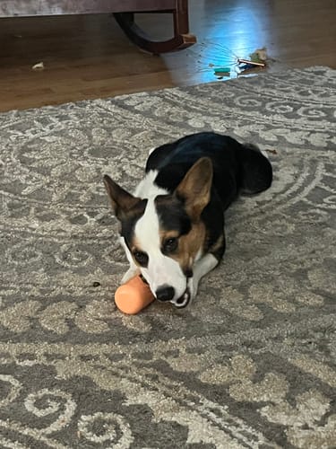 Customer's dog chewing the orange Safe Dog Chew Holder while lying on a patterned rug.