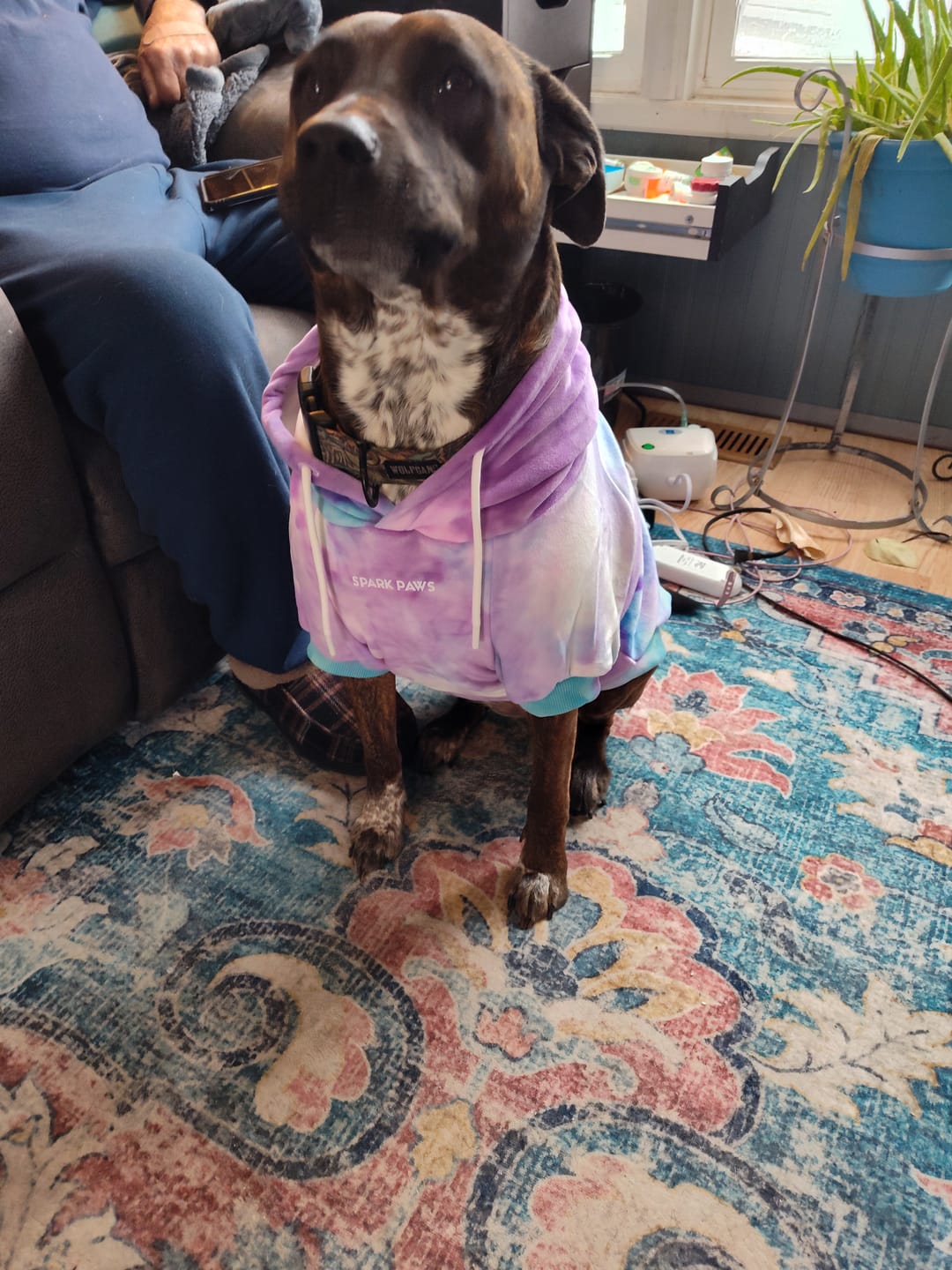Customer photo review of Velvet Dog Hoodie - 90s Retro