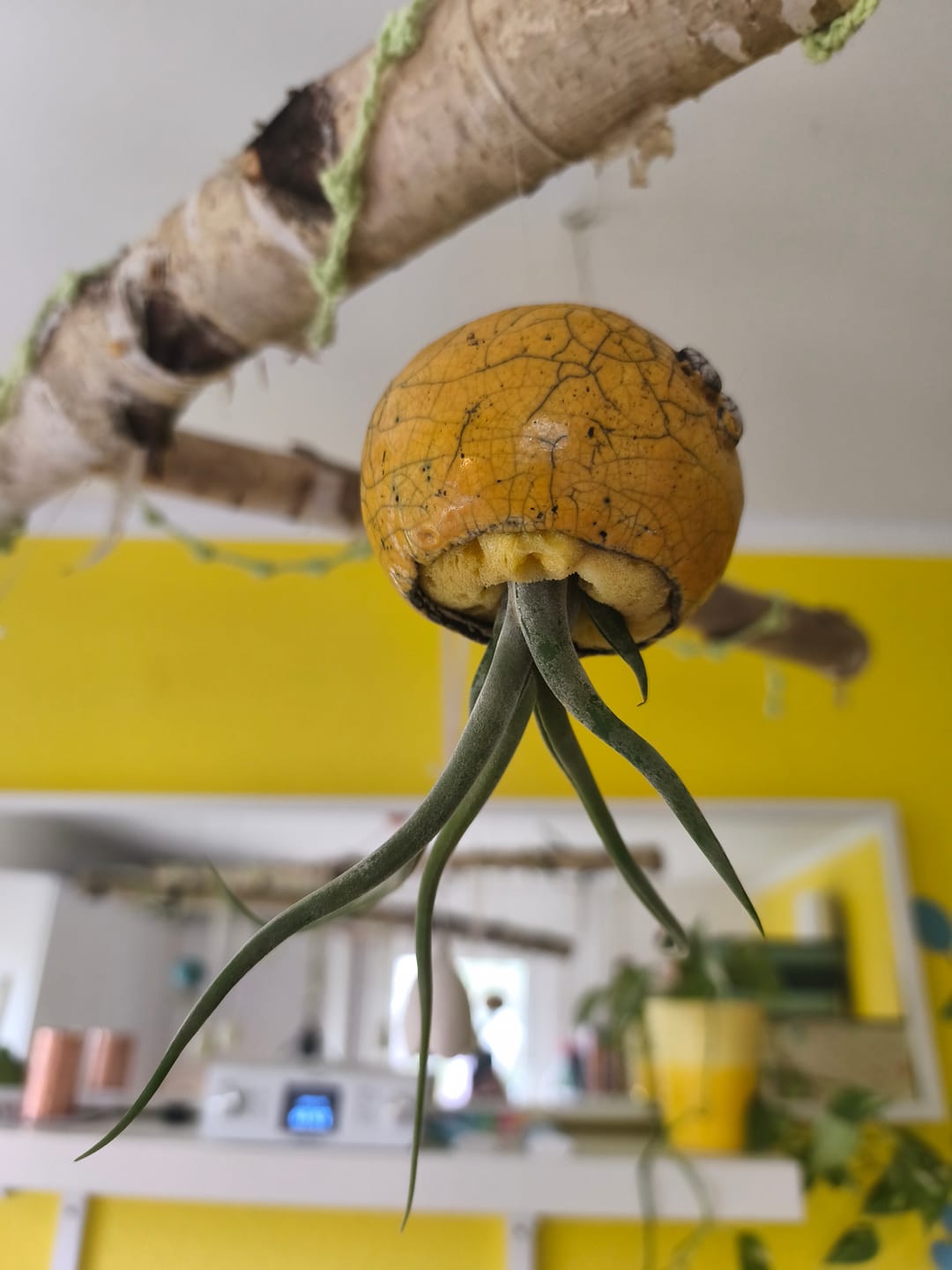 Customer photo review of Tillandsia caput medusae